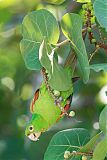 White-eyed Parakeet